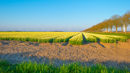 Field with flowers below a blue sky in sunlight at sunrise in spring