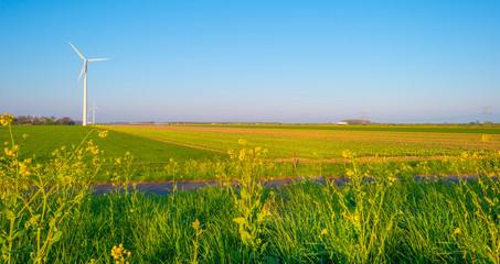 Field with flowers below a blue sky in sunlight at sunrise in spring