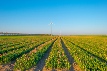 Field with flowers below a blue sky in sunlight at sunrise in spring