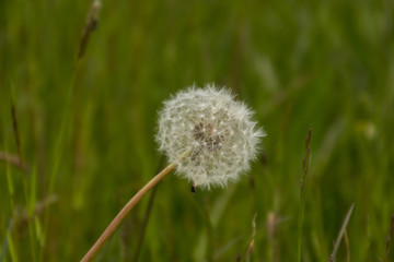 Pusteblume,