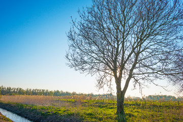 Fototapeta premium Tree along a field below a blue sky at sunrise in spring
