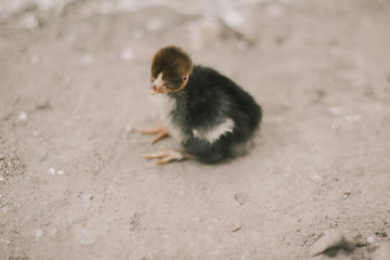 Little Chicken