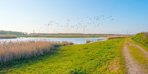Geese flying over a field along a lake in a blue sky at sunrise in spring