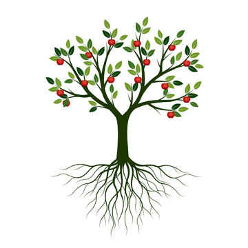 Green Spring Tree with Roots and fruits. Vector Illustration.