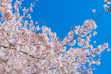 静岡県富士市岩本山公園の桜