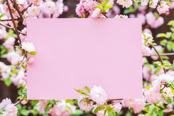Obraz na płótnie Canvas Paper blank between flowering almond branches in blossom. Pink flowers as a frame.