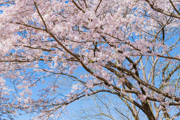 静岡県富士市岩本山公園の桜