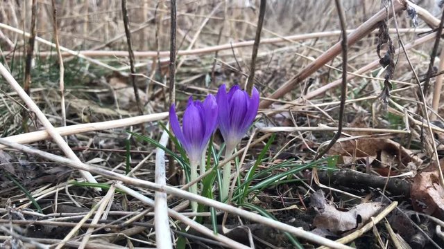 crocus in snow