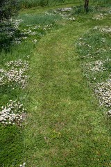 Obraz premium Vialetto nell'erba