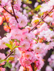 Fototapeta na wymiar Pink flowering almond branches in blossom. Close-up.