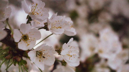 blooming cherry tree in spring