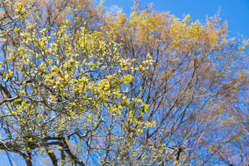 新緑と青空　春の息吹