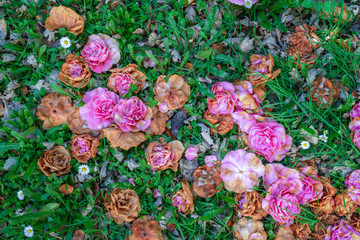 Pink flowers fallen on the  green grass