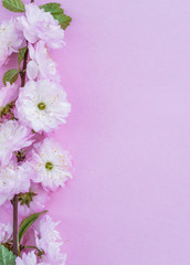 Fototapeta na wymiar Violet paper blank and beautiful flowers of almond plant on it.