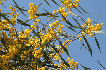 Yellow flowers in front of blue sky