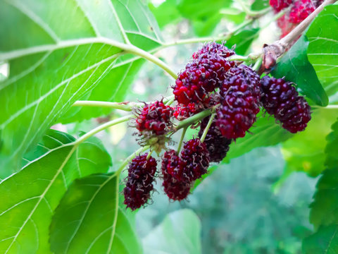 Fresh mulberry on the tree.