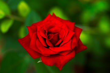 Pretty red rose in the garden