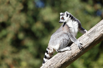 Katta / Ring-tailed Lemur / Lemur catta