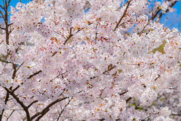 桜　春イメージ　ソメイヨシノ