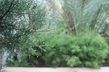 Cedar tree branch with raindrops