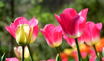 Obraz na płótnie Canvas Pinke Tulpen - der Frühling ist da