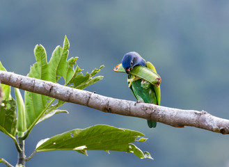 A Blue-headed Parrot feeds on some seeds in the rain forest.