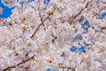 静岡県富士市　岩本山公園の桜