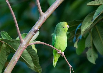 A Green-rumped Parrotlet perched in a tree.