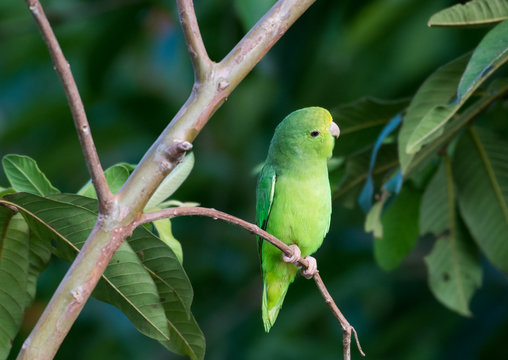 A Green-rumped Parrotlet perched in a tree.