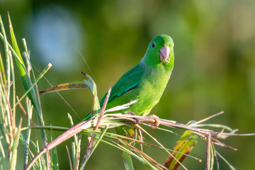 Vibrant colored Green-rumped Parrotlet, Forpus passerinus,  eating seeds in a field