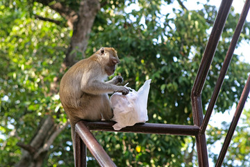 Diebischer Affe mit seiner Beute