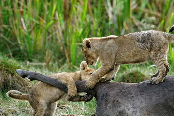 The lion cubs  on Wildebeest carcass, Kenya