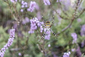 Big yellow spider in web. Spider in purple flowers and grass. Insect concept. Blooming violet lavender. Nature closeup. Spider net. Spring nature concept.