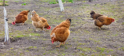 Brown chickens in a farm garden peck grass_
