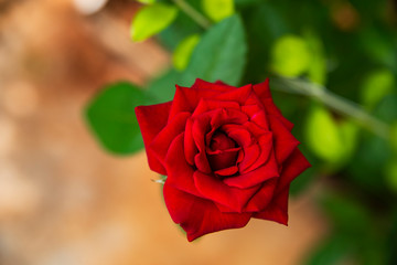 Pretty red rose in the garden