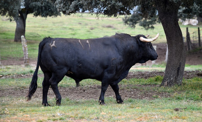 toro español en el campo