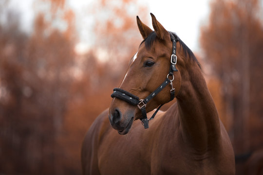 portrait of beautiful mare horse with white spot in forehead in the evening in autumn landscape
