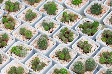 The display collection of miniature cactus plant on white pot in minimal style design