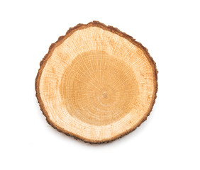 A slice of oak wood representing profile of cut tree.