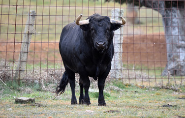 toro bravo español en una ganaderiua