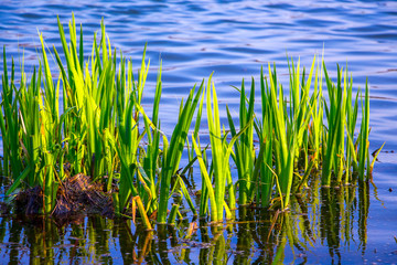 Young green stems sedge on the background  blue water in the river_