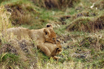 The lion cubs playing at Masai Mara, Kenya