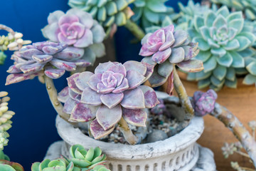 Miniature succulent plants