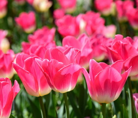 Pinke Tulpen im Garten