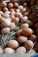 chicken eggs ready for sale
