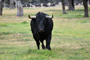 toro en españa en campo verde