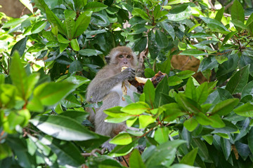 Affe sitzt auf einem Baum und isst einen Banane