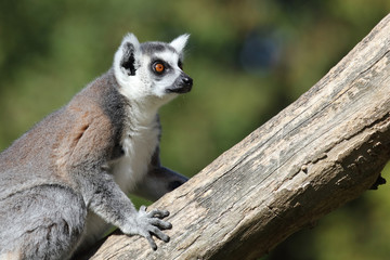 Katta / Ring-tailed Lemur / Lemur catta