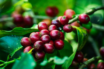 Close Up Of Coffee Cherries