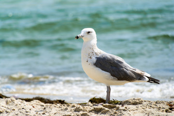 Seagull portrait against sea shore. Close up view of white bird seagull sitting by the beach.